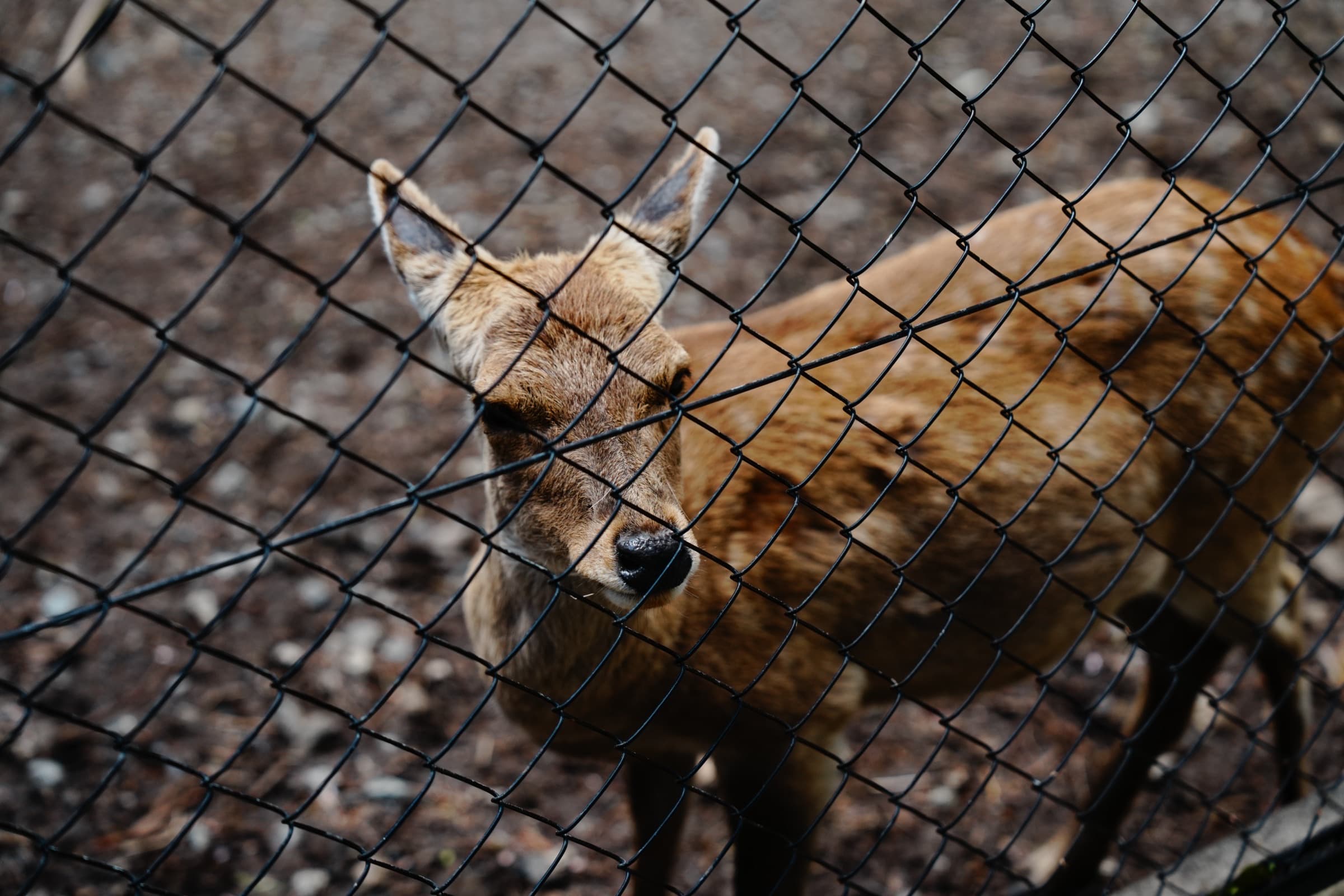 Sony α7 IV — 2026-05-02