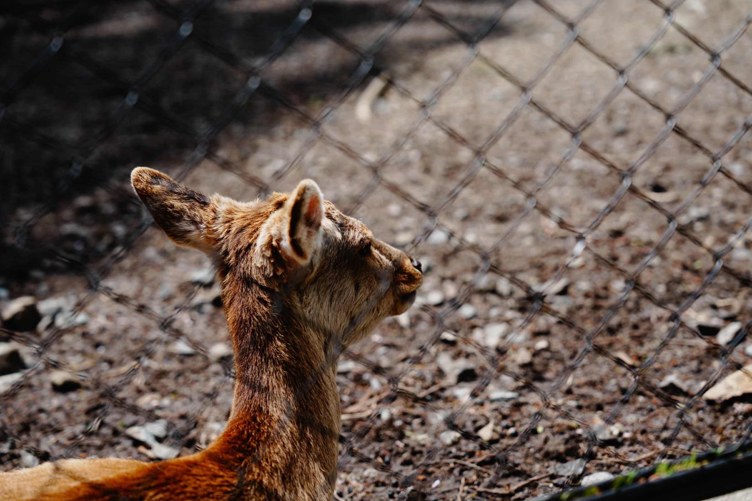 Sony α7 IV — 2026-05-02