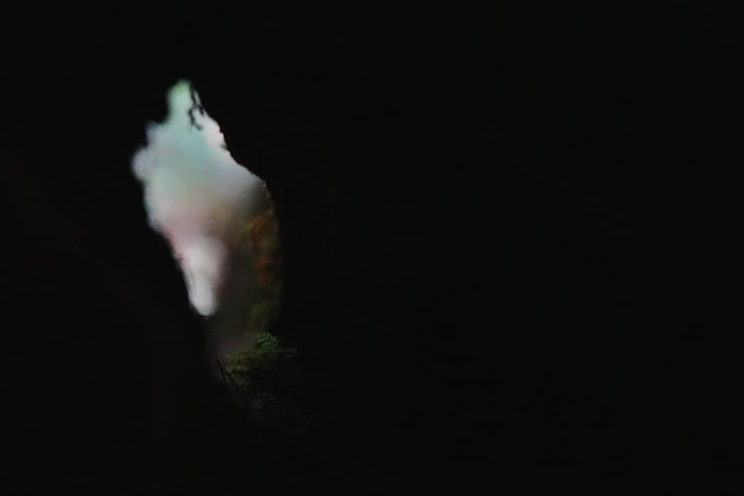 inside Tree